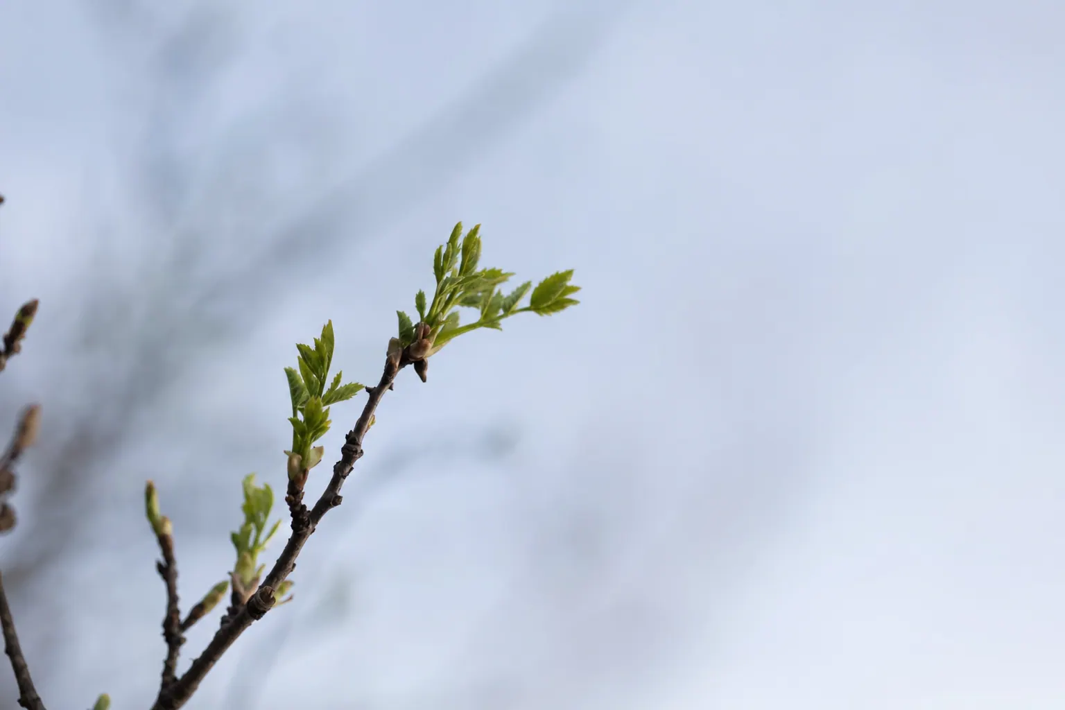 A single budding branch against a pale early-spring sky.